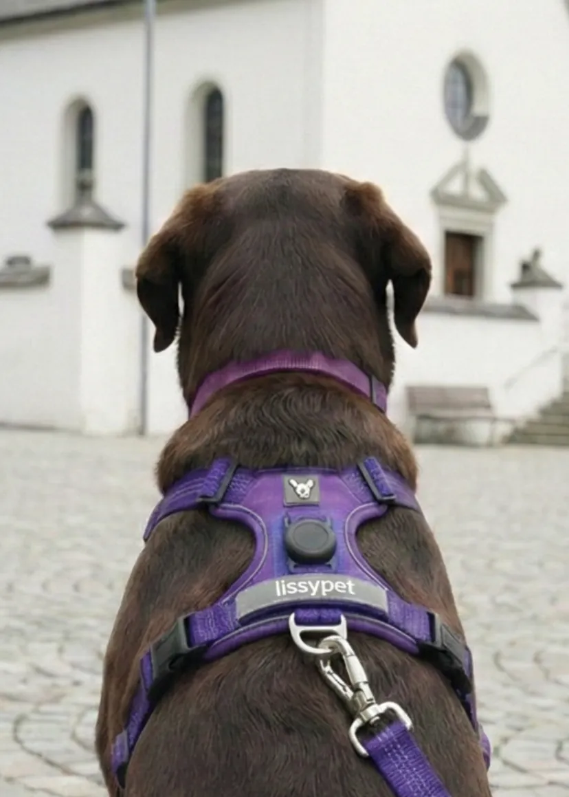Perro paseando con el arnés para perro Lissypet Arnés Pro en color morado